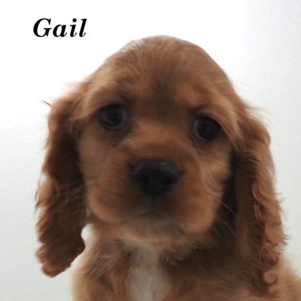 puppy, for, sale, Cocker Spaniel, Joe & Cherri  Overlease, dog, breeder, Miller, MO, dog-breeder, puppy-for-sale, forsale, nearby, find, puppyfind, locator, puppylocator, aca